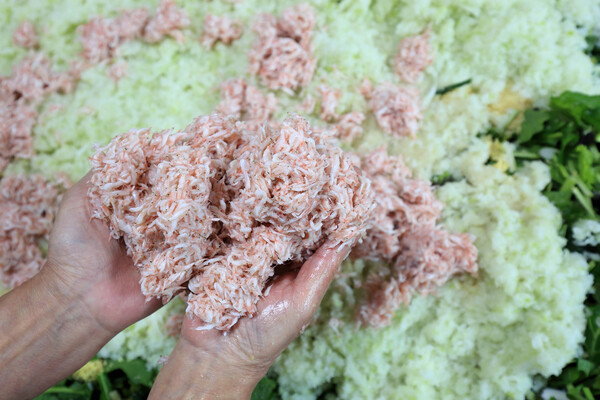 김치의 감칠맛을 더하는 새우젓