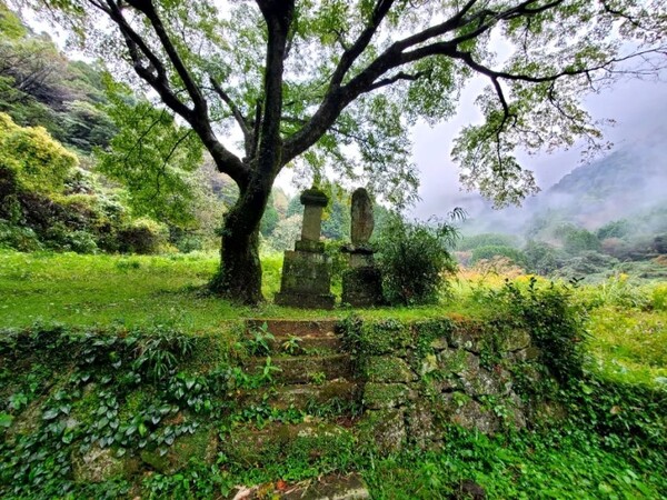 '고려인의 묘'다. 마치 어머니가 아이를 감싸듯 가지를 펼치고 있는 나무가 있어서 포근한 느낌이 들었다. /사진=양은심