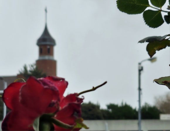 초겨울, 가지에 매달린 장미 꽃송이 /사진=한익종