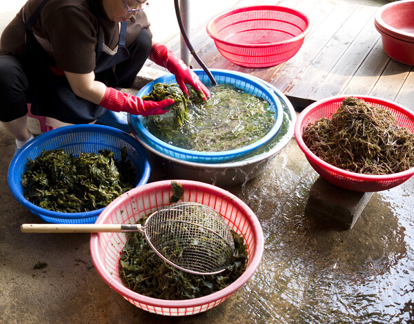 어르신들이 좋아하는 취미 중 하나는 나물 가꾸기와 채취하기이다. /게티이미지뱅크
