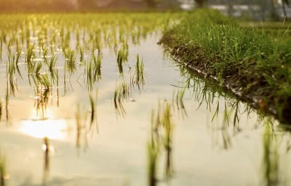 한여름 물이 가득 찬 논은 모두가 다 풍성하고 비옥해 보이지만, 가뭄이 들면 집마다 각기 소유한 논바닥이 갈라지고 다르다는 것은 사실이지요. 가뭄이 되면 물 빠진 논바닥에 담배꽁초와 쓰레기가 덮인 곳도 있고, 쓰레기 하나 없이 깔끔한 흙빛을 보인 논도 있다고 말입니다. /픽사베이