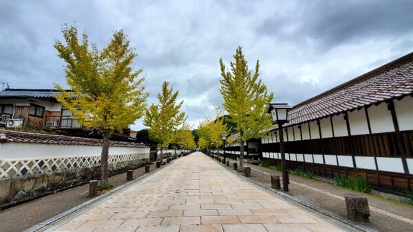 노랗게 물들어 가는 은행잎들. 메인 스트리트 '도노마치 거리'의 모습 /사진=양은심