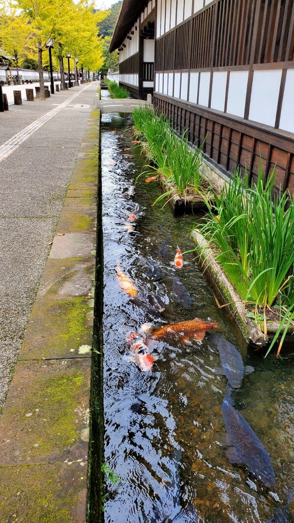 메인 스트리트의 물길에 사는 비단잉어들이 풍류를 자아낸다. 400마리 정도가 있다고 한다. /사진=양은심
