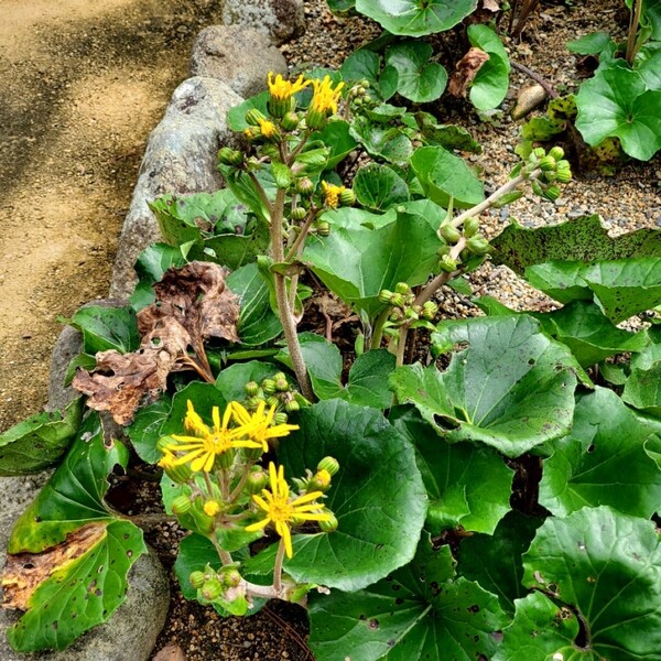 '츠와노'라는 마을 이름의 유래가 된 털머위(츠와부키). 마을 곳곳에 피어 있었다. /사진=양은심