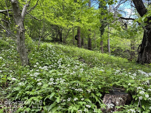 노발레스 수도원에서 프란체스제냐 순례 루트 오르는 길 /사진=박재희