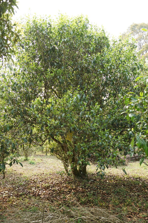 차나무의 생태 그대로 교목 상태로 관리하는 노반장 다원. 수령 100년 이상인 차나무의 찻잎으로 만들면 고수차, 300년 이상 된 차나무 한 그루의 찻잎으로 만들면 단주차라고 한다. /사진 출처=다음 카페 대평보이차