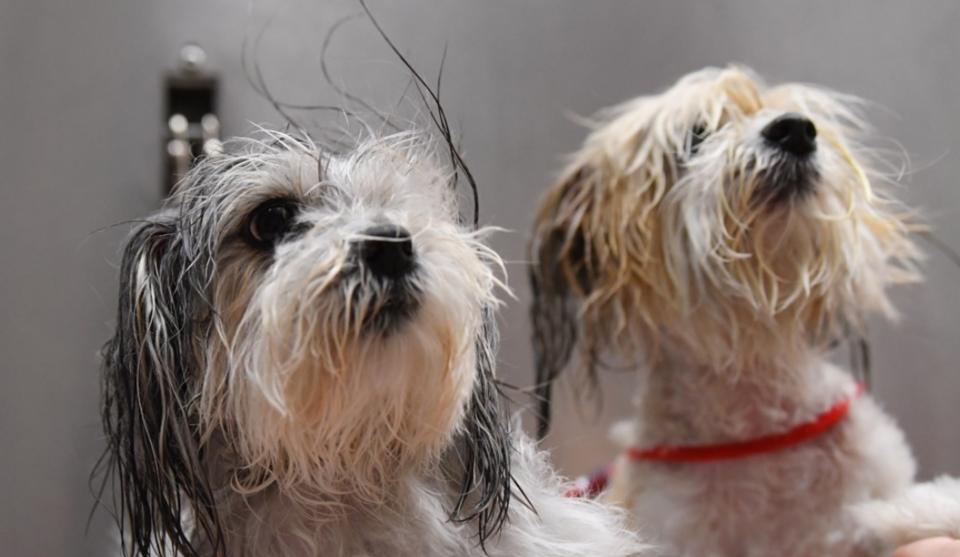 고독사가 늘어나면서 현장에서 방치되는 반려동물 사례도 증가하고 있다. /EPA=연합뉴스
