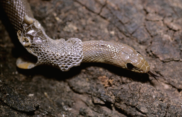 뱀은 일 년에 한두 번 허물을 벗는다. 허물 벗는 뱀 /게티이미지뱅크