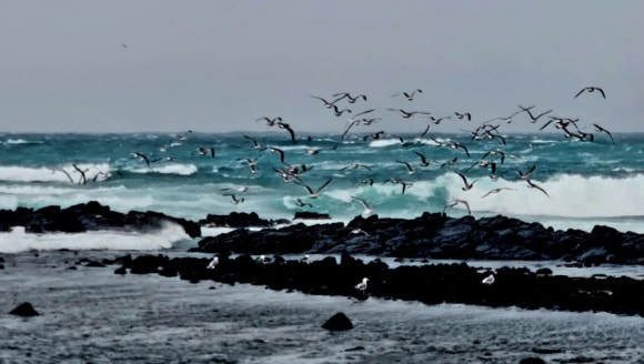 먹이 사냥에 나선 바닷새들 /사진=한익종