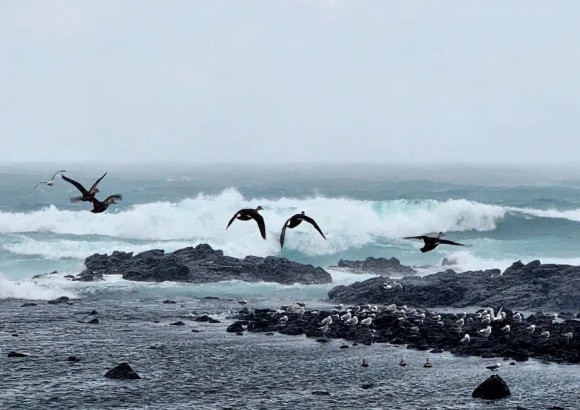 눈보라 속 먹이 사냥은 '위기가 곧 기회'라고 말한다. /사진=한익종