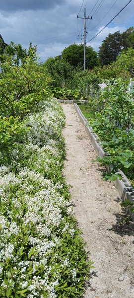  나무 사이에 말발도리 모종을 심어 만들어 놓은 꽃길 /사진=송미옥