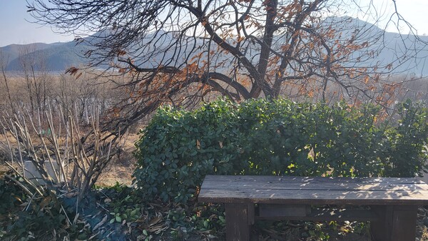 죽은 듯한 나무들도 이제 곧 초록색으로 변하여 살아있다는 안부를 전할 것이다. /사진=송미옥