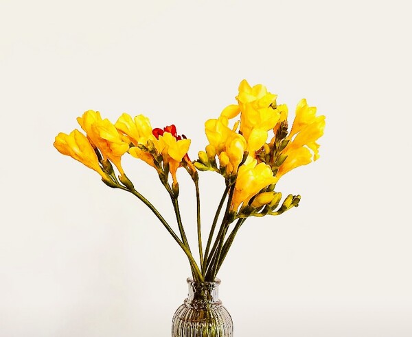 꽃가게를 지나다가 빈센트 반 고흐의 노랑을 닮은 프리지어(Freesia) 다발을 지나치지 못해 꽃병에 담아 왔습니다. 꽃을 들고 집으로 가면서 '세상에 별일이 다 있군. 내가 꽃을 다 사다니··· 이건 틀림없이 아름다운 갱년기 증후군이야!' 허허 웃으며 혼자 중얼거렸습니다. /사진=최익준