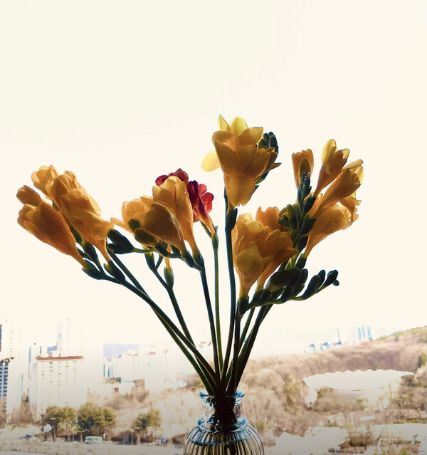 새봄에는 꽃과 나무를 찾아 멀리 가지 않아도 될 듯합니다. 내가 사는 동네의 꽃들 그 곁에서 내가 아는 친구들을 초대하여 웃고 떠들며 시시각각의 강점을 발견하는 기쁨을 낚아 볼까 합니다. 그들과 함께 앞에서, 옆에서, 위에서 말입니다. /사진=최익준