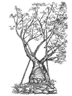 고교 시절 추억이 남아있는 느티나무 /그림=손웅익