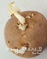 3월, 감자는 먼저 심는다. /박종섭