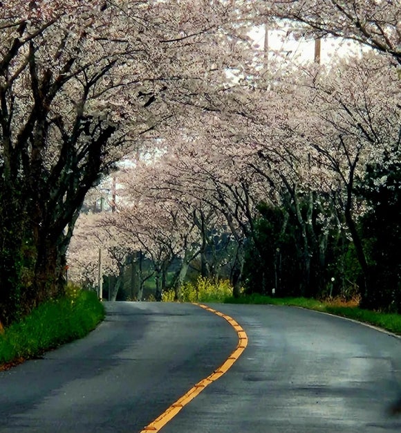 제주의 벚꽃은 벌써 지고 있다. /사진=한익종