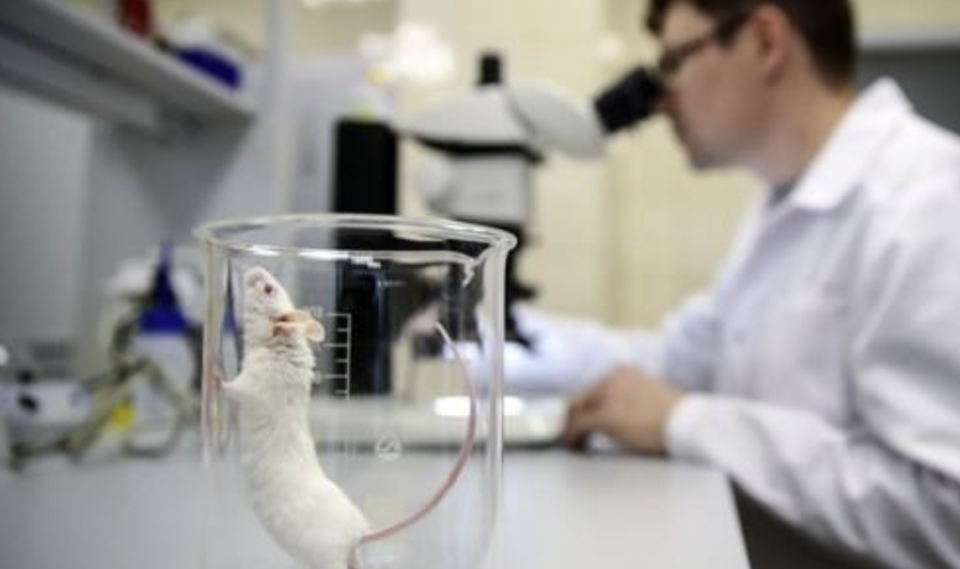 동물실험 대상이 된 쥐 /연합뉴스