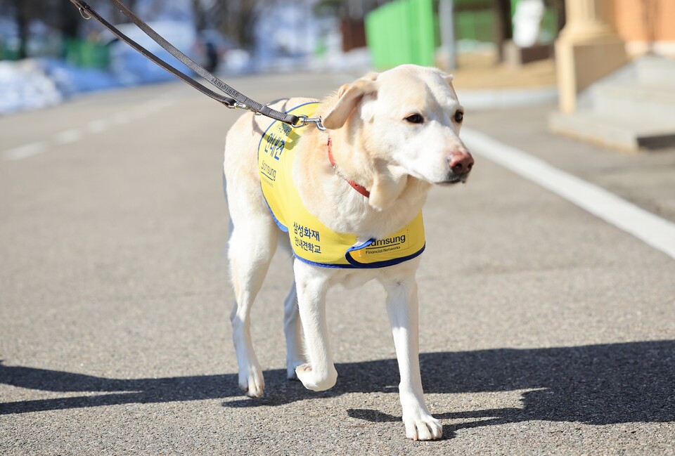 은퇴한 '국회견' 조이의 산책 모습 /삼성화재 안내견학교, 연합뉴스