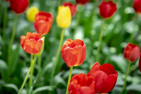 봄에 피는 꽃은 수명이 짧아서 날씨가 궂으면 하루살이가 되기도 한다. 튤립도 그렇다. /게티이미지뱅크