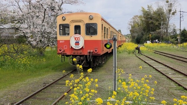 유채꽃이 핀 선로를 달리는 고미나토 철도(小湊鉄道) /사진=양은심