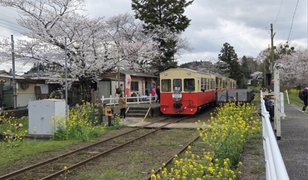 벚꽃에 둘러싸인 듯이 서 있는 고미나토 철도. 앙증맞은 역까지 더해진다. /사진=양은심