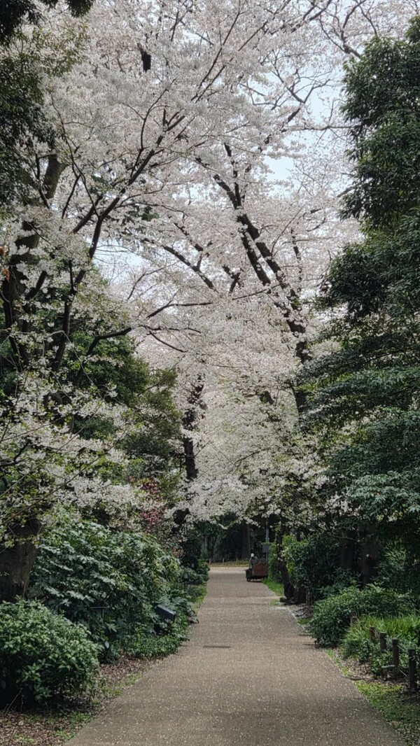 도쿄국립박물관 뒷정원의 벚꽃 길 /사진=양은심