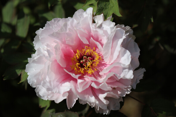 수백 가지가 넘는, 봄에 가장 화려하게 피는 꽃 모란과 작약은 종이 다르다. 모란은 나무고 작약은 풀이다. 전문가도 헷갈리는 모란과 작약처럼 내 인생의 봄날, 나는 나에게 어떤 의미를 부여할 것인가에 따라 겉모습은 비슷해도 삶의 방향이 달라질 수 있다. /게티이미지뱅크