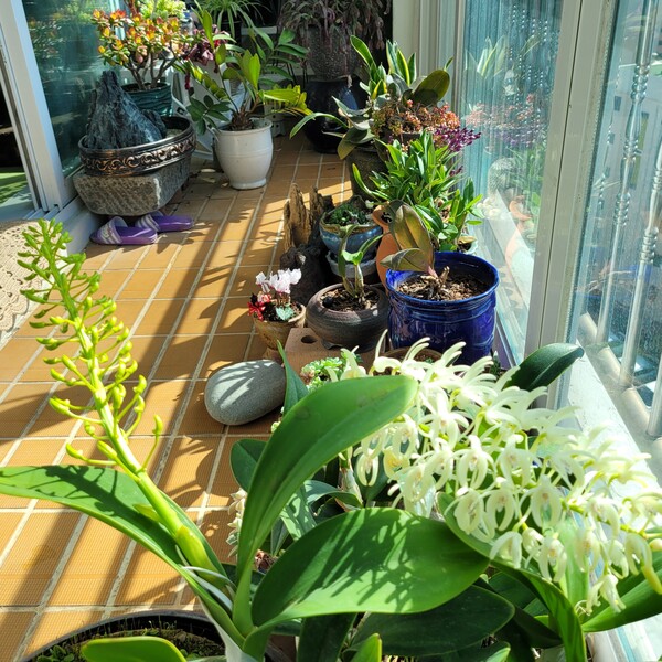 오래된 아파트지만 발코니가 있으니 숨 쉬며 살 수 있는 집이다. 이 식물이 숨 쉬며 내뱉는 산소가 사람들이 숨  쉬는데 얼마나 도움이 되고 있을까? /김정관