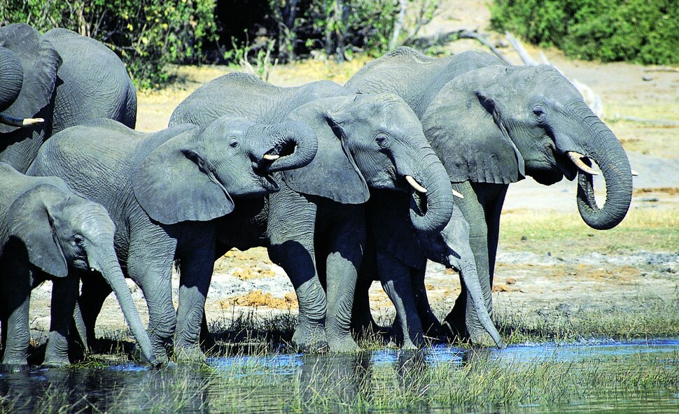 아프리카 초원의 평범한 코끼리 가족 모습. /여성경제신문DB