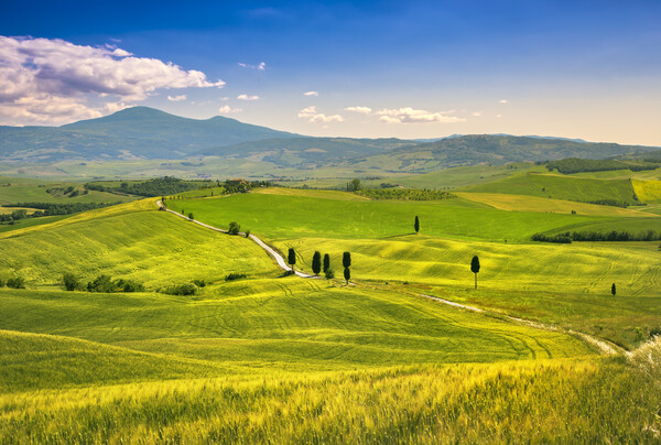 시에나로 향하는 길의 전형적인 토스카나 구릉 /게티이미지뱅크