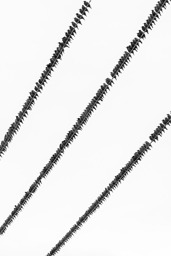 위태롭게 모여 앉아 조잘대는 새들을 보노라면 그들도 서로 위로하고 격려하는 대화를 하는 것 같다. /게티이미지뱅크