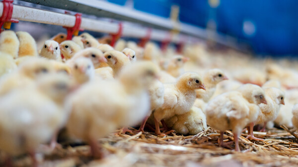 다만 올해 9월부터 새로 입식되는 산란계는 강화된 사육밀도 기준을 준수해야 한다. /게티이미지뱅크