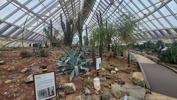 국립생태원 에코리움의 사막관. 사막에서 서식하는 선인장들이 맞이한다. 사진=김성주
