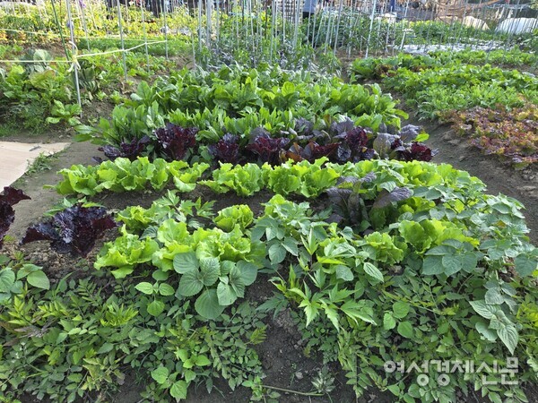 넘쳐나게 잘 자란 텃밭 식구들 /박종섭