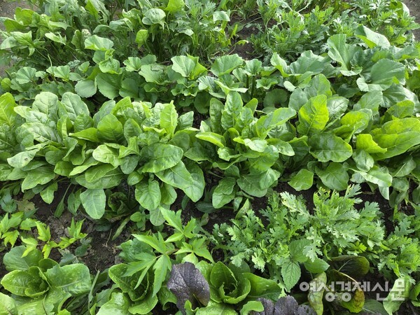 내가 좋아하는 아욱 근대도 싱싱하게 자라고··· /박종섭