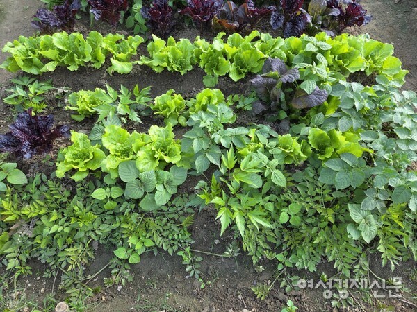 당귀, 상추도 무성하게 자랐다. /박종섭