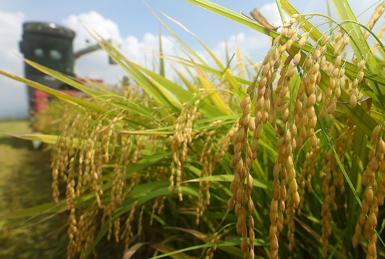 여름철 폭염과 이상 기후가 '상수'가 된 상황에서 식량 관리의 중요성이 커지고 있지만 제도적 대비는 여전히 미흡한 상황이다. /연합뉴스
