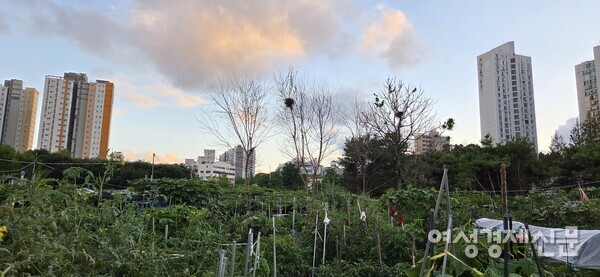 저녁노을이 지는 텃밭 /박종섭