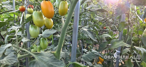 텃밭도 기후의 영향을 직접 받는다. /박종섭