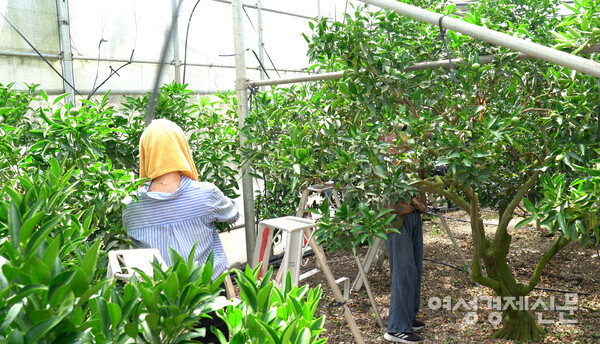 7월 초, 구름 한 점 없는 날의 오후 3시. 한라봉 하우스 내부 온도는 45°C를 넘어섰다. 중국 이주민들이 적과 작업을 하고 있다. /장세곤 기자