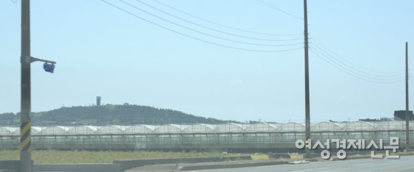 제주도는 전국 밥상에 오르는 각종 농산물의 중요한 생산지다. 그중에서도 일조량이 풍부한 서부 지역은 도내 작물 생산의 중심지로 꼽힌다. /장세곤 기자