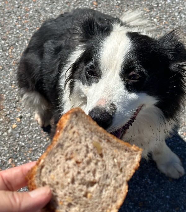 내가 붙여준 개 이름은 여강. 여강길 11코스 전체를 나와 함께 걸었다. /사진=박재희