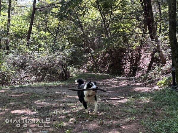 여강길에서 우연히 만난 보더콜리 /사진=박재희