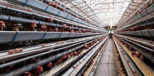 지난 29일 기준 하루 동안 10만 3885마리의 가축 폐사 신고가 접수됐는데 이 중 돼지 188마리를 제외한 대부분이 가금류로 나타났다. /연합뉴스