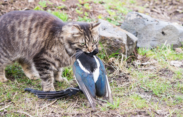 야생동물의 사냥 모습은 경이롭다. /게티이미지뱅크