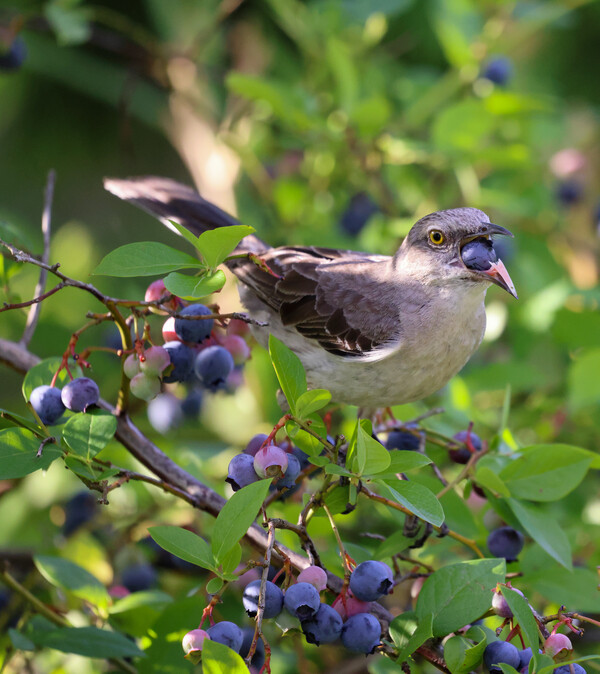 사람이나 동물이나 배고픔을 면하면 맛있는 것을 찾는다. /게티이미지뱅크
