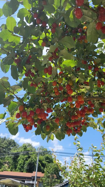 우리 집 마당에 심어놓은 보리수나무 열매가 하루아침에 다 사라졌다. /사진=송미옥