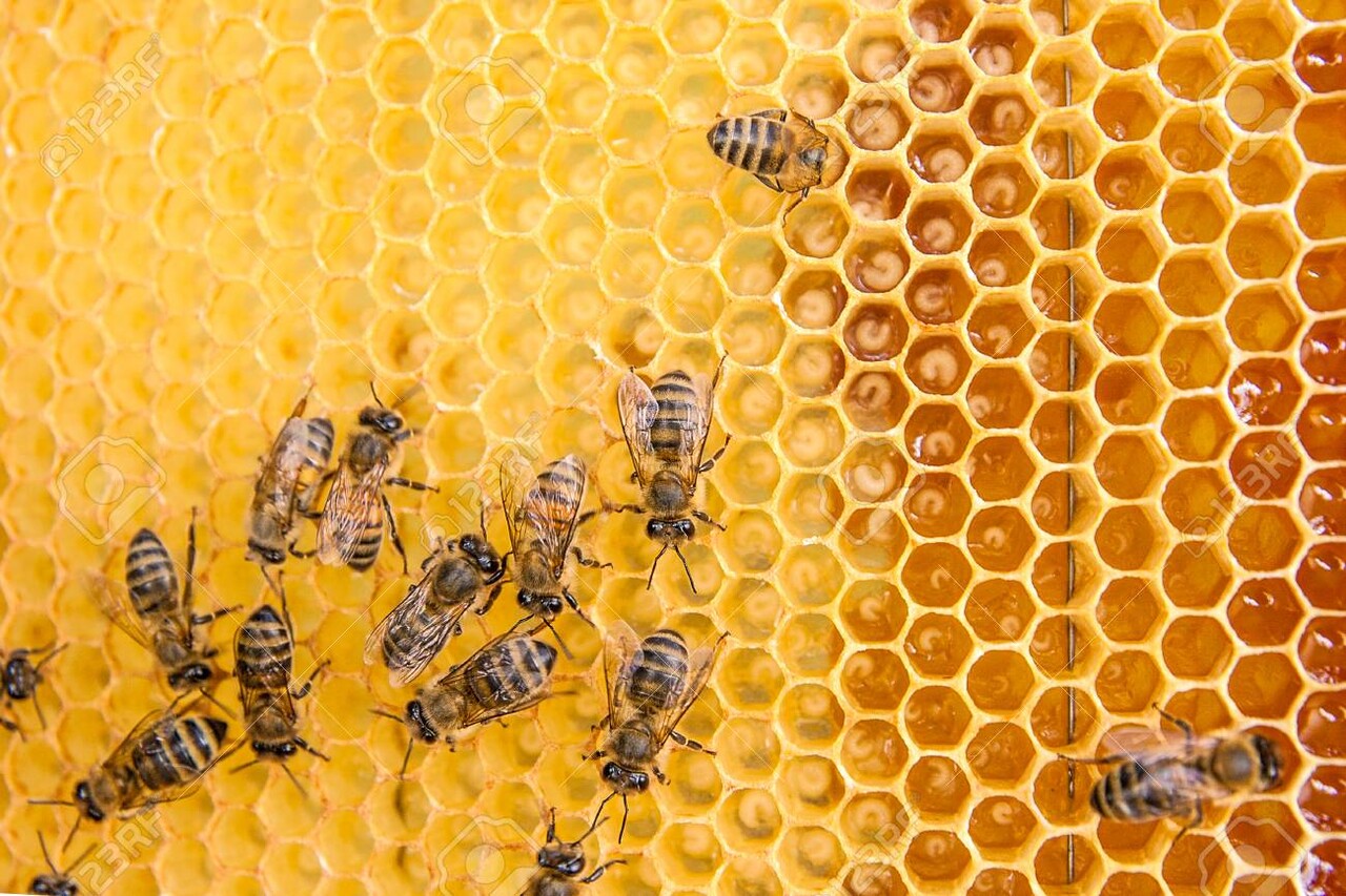 양봉 농가의 벌통에 앉아 있는 꿀벌들 /여성경제신문DB