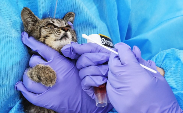 펫 서비스와 장례, 병원 진료 등 관련 지출은 급증했지만 정작 반려동물 보험 가입률은 1%대에 머무르고 있다. /연합뉴스